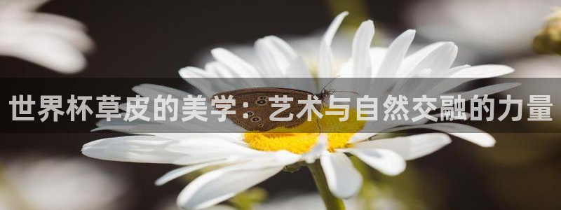 2026世界杯：世界杯草皮的美学：艺术与自然交融的力量